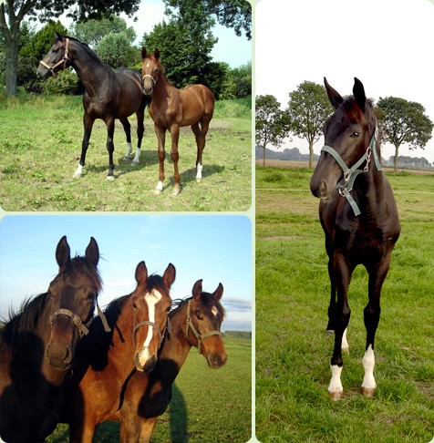 Aan- en verkoop van paarden